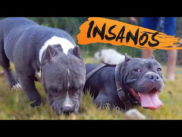 AMERICAN BULLY - Passeio no Parque Macambira | Parte 02 class=