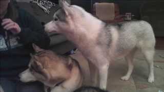 PREVIOUSLY LIVE with Gone to the Snow Dogs 7:10pm Eastern time!