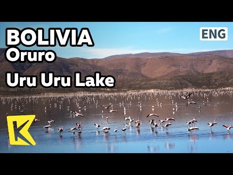 【K】Bolivia Travel-Oruro[볼리비아 여행-오루로]오루로 호수의 홍학/Uru Uru Lake/Flamingo/Altiplano