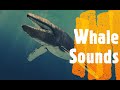 Whale Sounds!