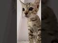 Chotu sa #kittenshorts #cat #cuteanimal #kittens #cutecat #kittenslovers #kittenlove