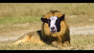 The Lion Sleeps Tonight But Its Minecraft Noteblocks