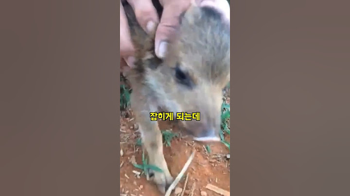 새끼 멧돼지를 잡은 농장 주인은... #shorts
