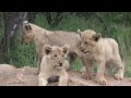 Lion cubs playing at Pondoro lodge in Kruger Park