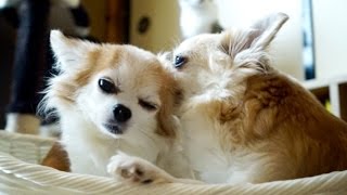 恍惚の表情を浮かべる犬  Coco the Dog is in a good mood.