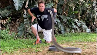 The Most Dangerous Snake In The World!!!!