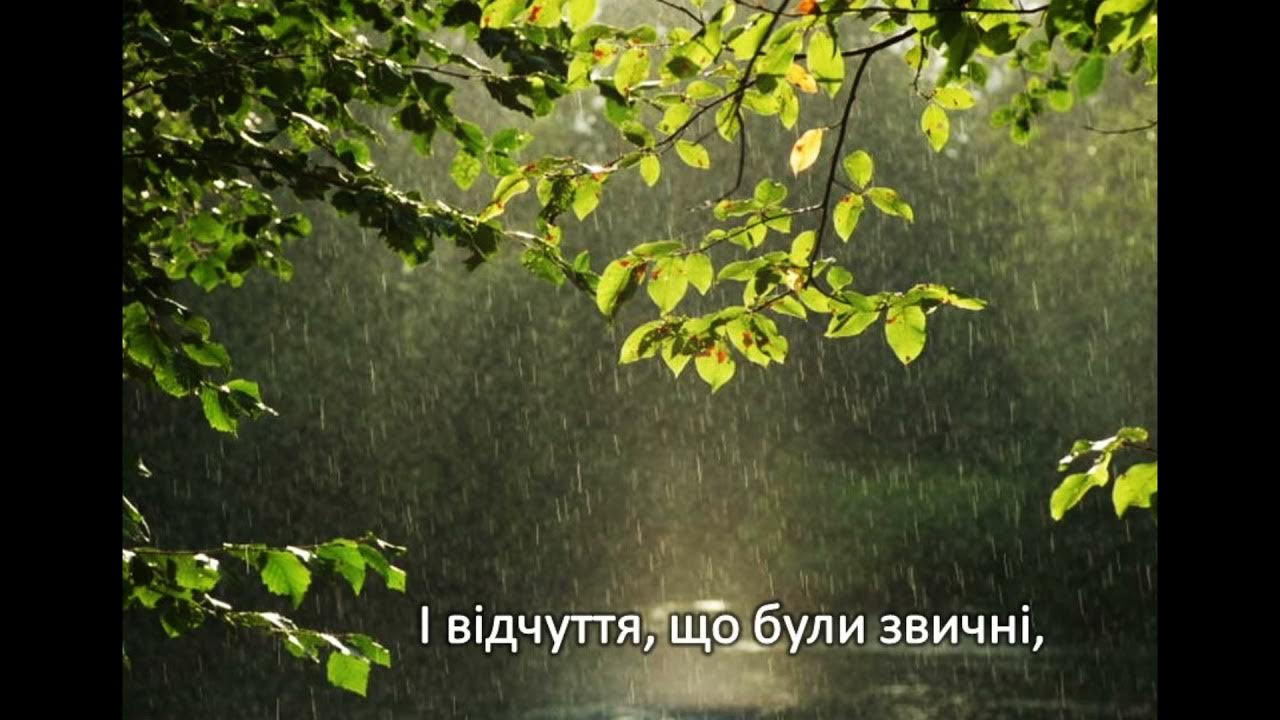 дождь фото. дождь в лесу. дождь. дождь весной. дождь.