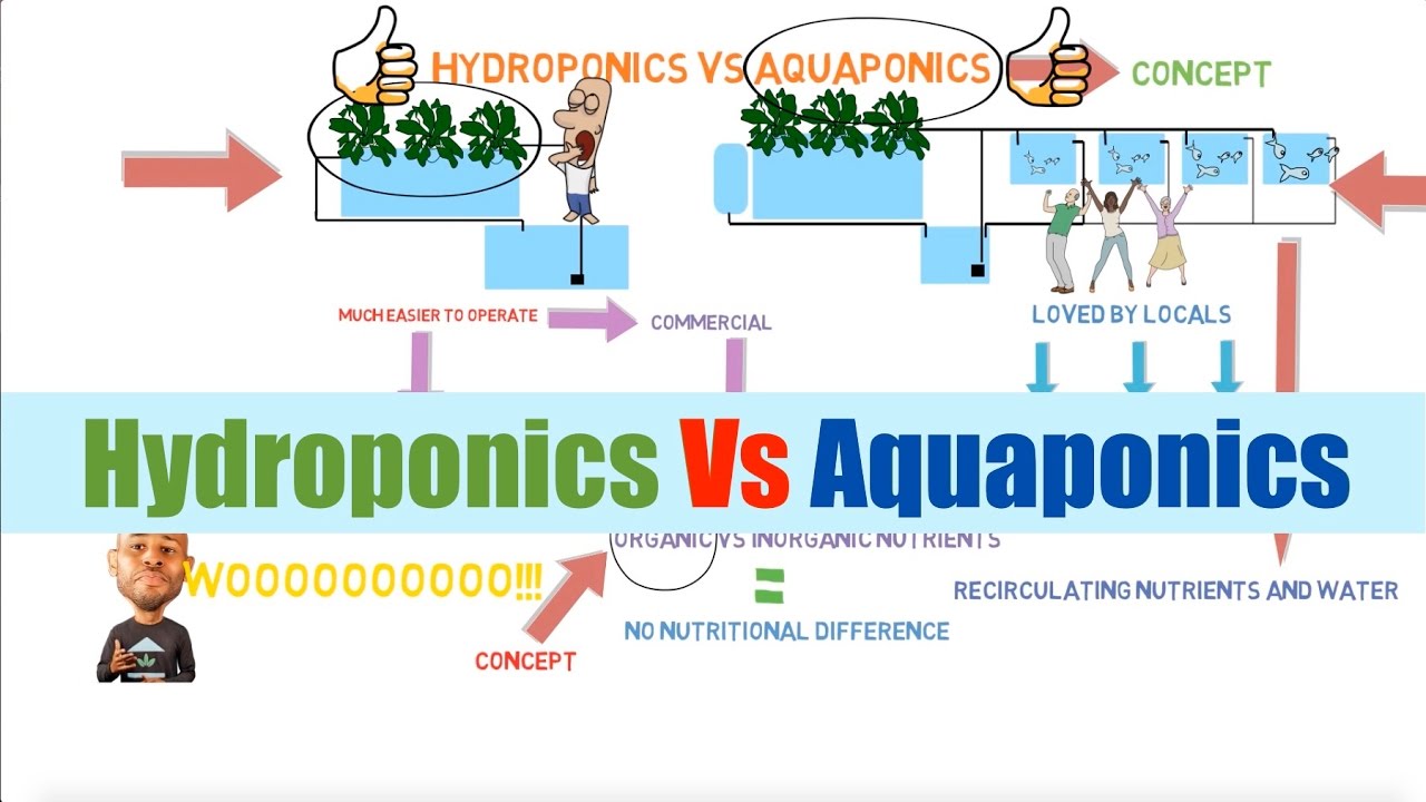 Aquaponics hydroponics aquaponic hydroponic organic aquaculture geat diethics greenhouse