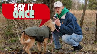 Does Your Dog Ignore You? Play This Game! screenshot 4
