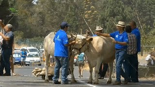 FERIA DE GANADO AUTÓCTONO DE EL PASO 2017