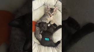 Why Do Cats Purr And What Does It Really Mean?