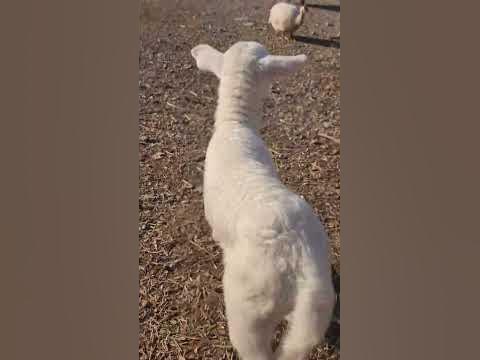 Yeni Dogmus #Kuzu - YouTube