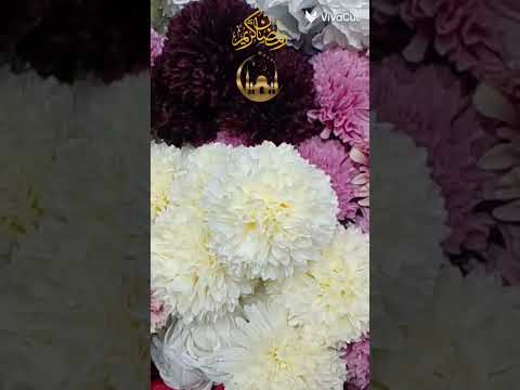 درب البربرى عطفه حوش الحين ياسر ومجدى الخطيب 01025760081 01124933598