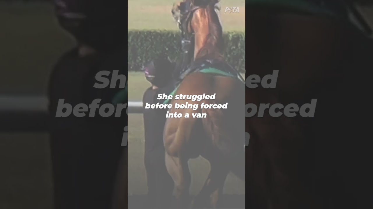 She Sustained A Fatal Injury At This Auction For 2 Year Olds