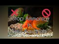 AMMONIA In Aquarium - HOW TO FIX IT FAST !? NEW  Fish tank