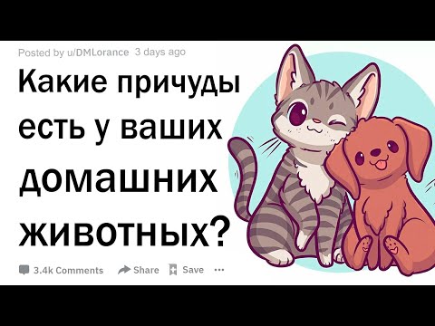 Какие причуды есть у ваших домашних животных?