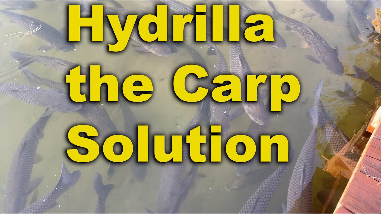 Hydrilla The Carp Solution | Invasive Plants | Lake Weeds| Hydrilla Control|Triploid Carp|