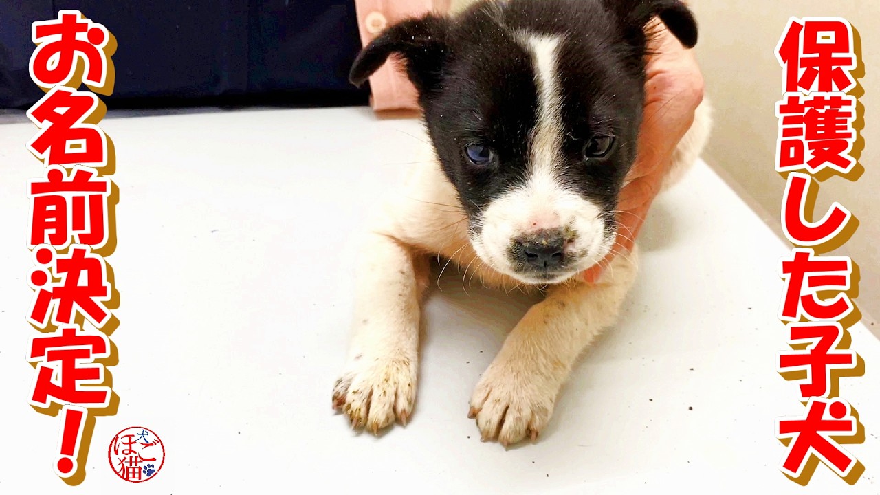 Puppy rescued, name decided] Black and white puppy goes to the vet