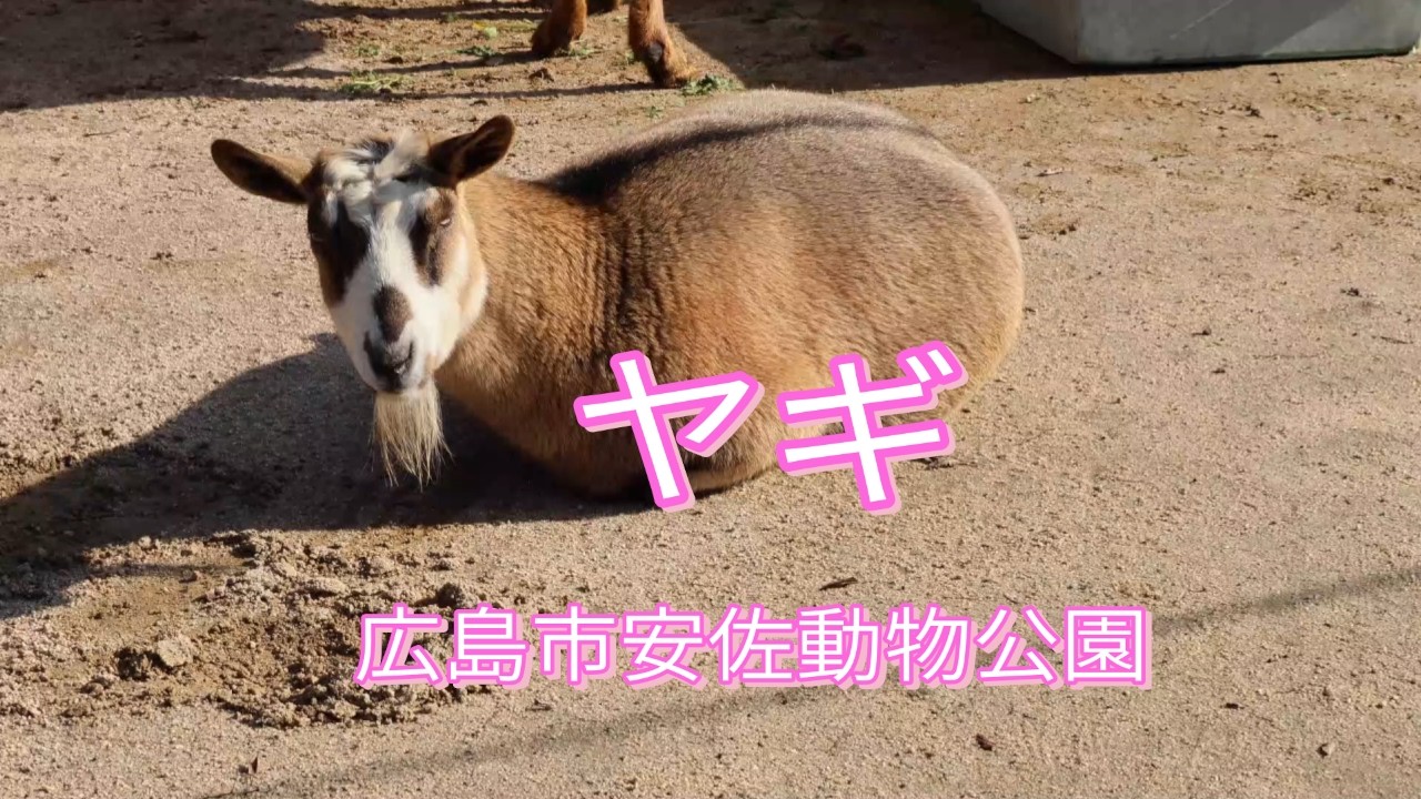 ヤギ/広島市安佐動物公園/広島県広島市/Goat/Hiroshima City Asa Zoo/Hiroshima City, Hiroshima Prefecture