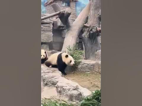 PANDAS AL ATAQUE 😍🐼 - YouTube