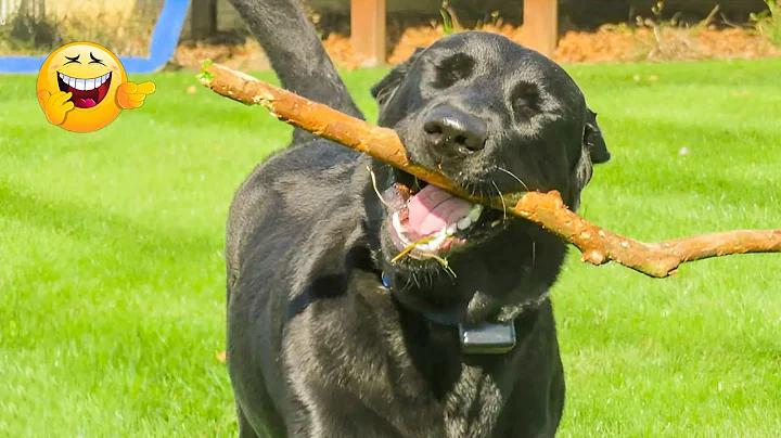 Video 8488851: laugh funniest cats dogs, cats lover animals dogs