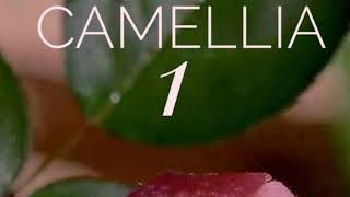 Ebiet G Ade - Full Album 1 ( 1979 ) #CAMELLIA 1