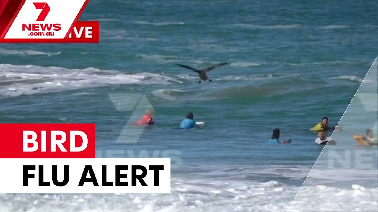 Bird flu reaches South Australia after infected petrel washes ashore | 7NEWS