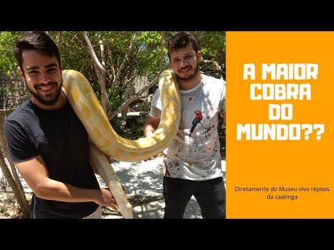 A maior cobra do mundo? Python da Birmânia , diretamente do Museu vivo répteis da caatinga (Parte 1)