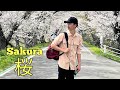 Sakura Vlog 桜🌸|| Sakura Cherry blossoms in Japan🇯🇵🇳🇵