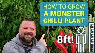 Hot to Grow a MASSIVE Chilli Pepper Plant! 6 Top Tips!