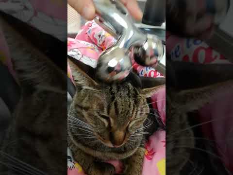 【家の猫】ネコの頭を美顔ローラーでコロコロしてみた