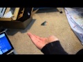 Parrotlet Aerial Fetch