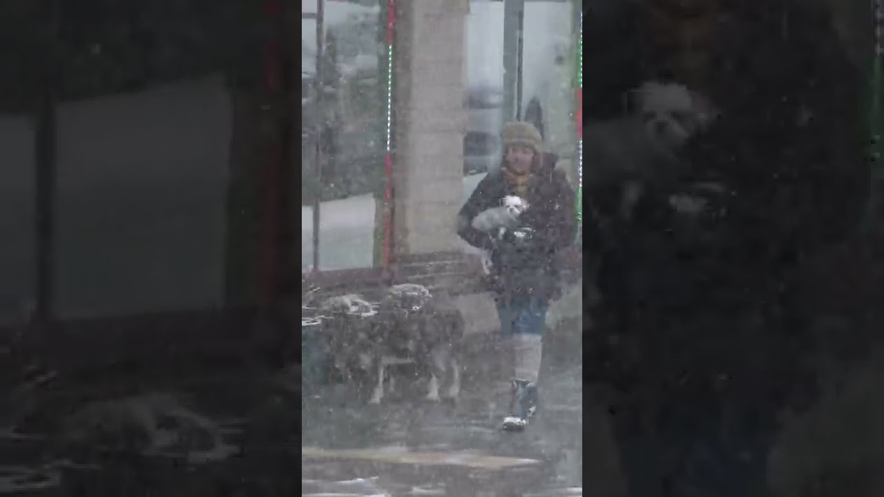 Cute Little Dog Tired of Winter Weather!!  Snow storm in New York Today 3/12/22