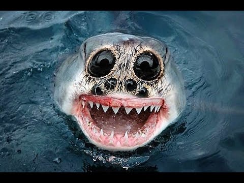 Best of hybrid animals made with photoshop - YouTube