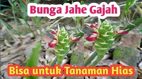 Budidaya Jahe Gajah: Ternyata Bunganya Cantik Seperti Tanaman Hias