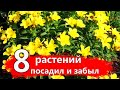 8 НЕПРИХОТЛИВЫХ РАСТЕНИЙ. Посадил и забыл!