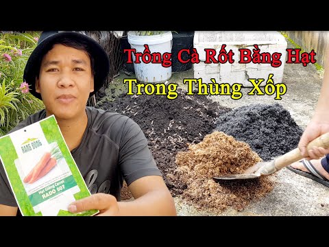 Video: Cách trồng cà rốt trên bãi đất trống bằng hạt