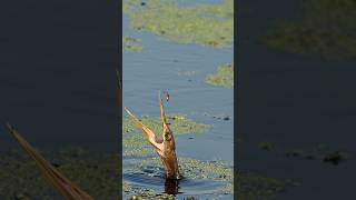 Anhinga tosses fish and almost loses it. Surprise shrimp ending.