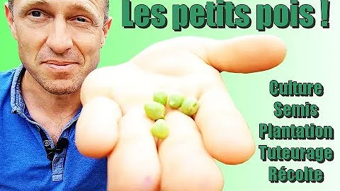 Quels sont les meilleurs petit pois ?