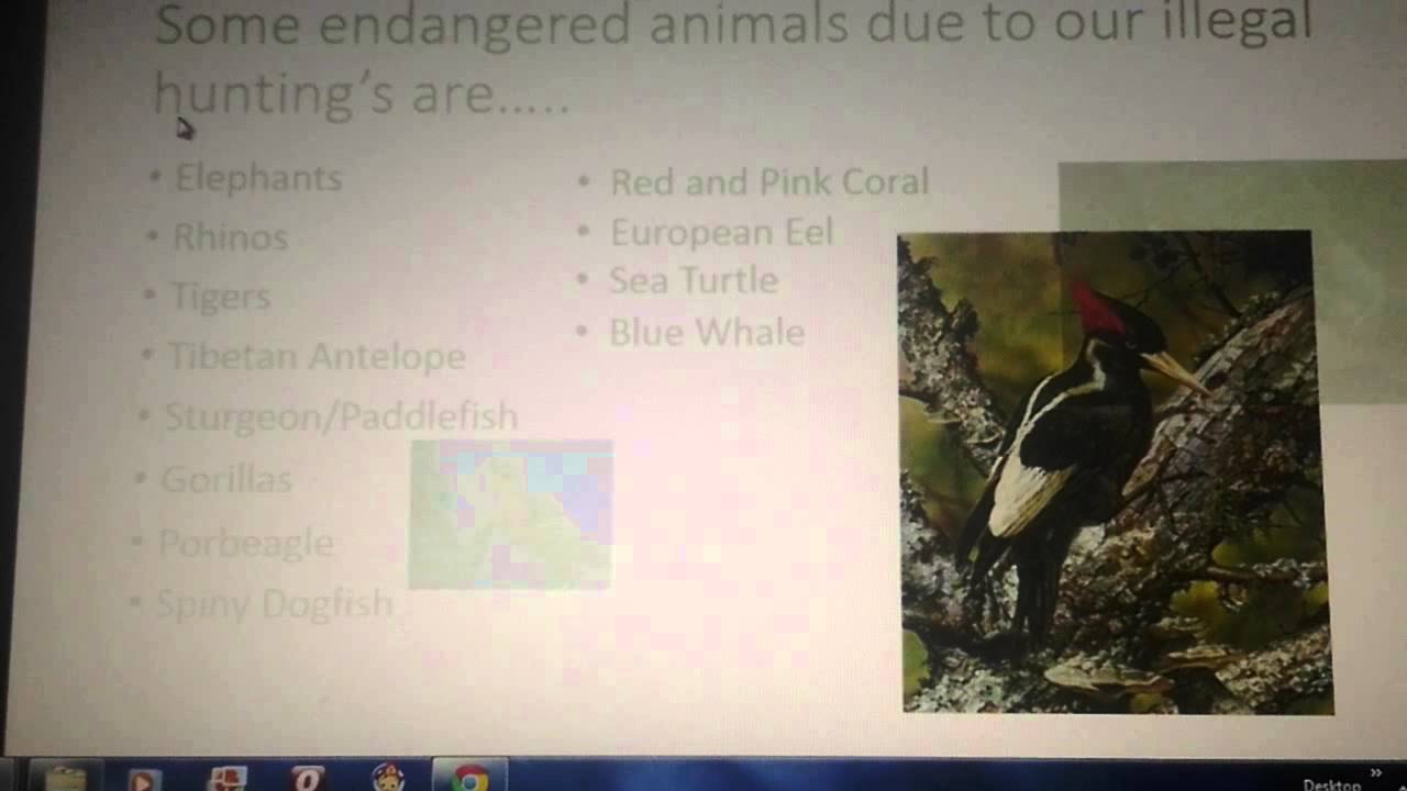 poaching video help stop poaching YouTube