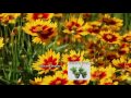 Cottage Farms 4-pc Uptick Coreopsis on QVC Cottage Farms 4-pc Uptick Coreopsis on QVC