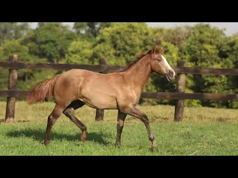 LOTE 21   CARA FAMOSO