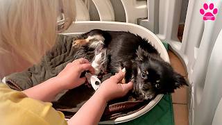 видео: Собака начала рожать РАНЬШЕ ВРЕМЕНИ! Самые необычные роды в нашем питомнике. Всё не очень хорошо. картинка: Собака начала рожать РАНЬШЕ ВРЕМЕНИ! Самые необычные роды в нашем питомнике. Всё не очень хорошо.