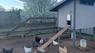 Our chicken coop “Condo”