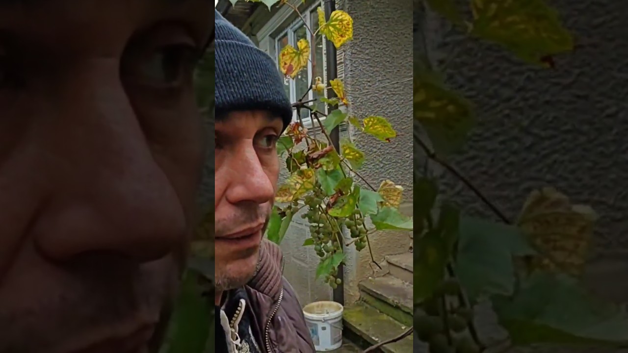 Culegem strugurii🍇 BIO și facem suc natural de struguri🍇 #shortsromania #levikedinardeal