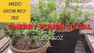 Medic Grow NEO-780 at it again cherry punch and purple oreoz