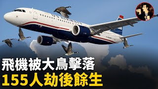 【US 1549 air disaster】Plane was shot down by  birds, 155 people survived Miracle on the Hudson