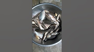 #thả lưới đánh bắt cá ,trời mưa nước đồng dâng lên #thả lưới theo nước và cái kết trúng đậm #hiểu