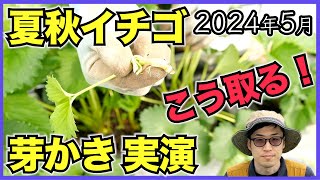 【夏秋イチゴ】芽かき葉かきの実演と品種と定植時期ごとの生育の差【2024年5月】