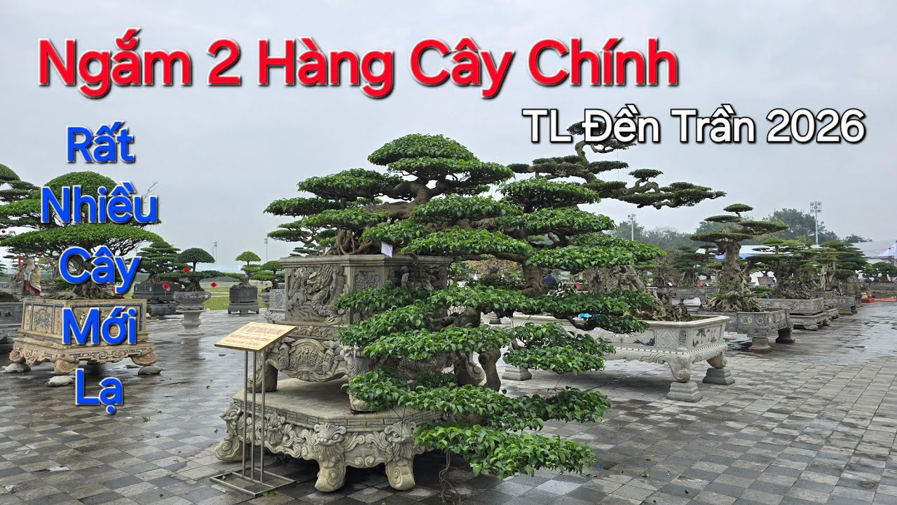 CHIÊM NGƯỠNG 2 HÀNG CÂY CHÍNH với RẤT NHIỀU TP ĐẸP và ĐỘC tại Triển Lãm ĐỀN TRẦN NAM ĐỊNH .